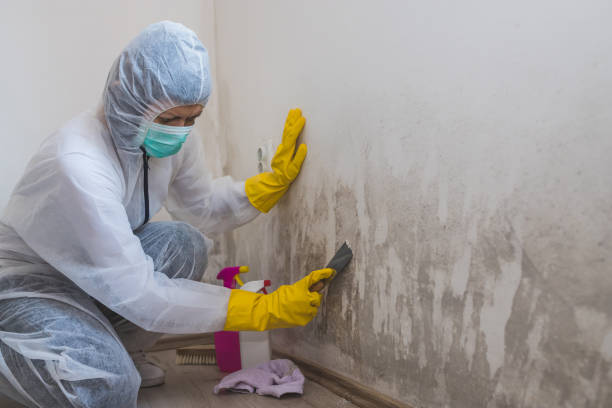 Best Residential Mold Removal  in Fairforest, SC