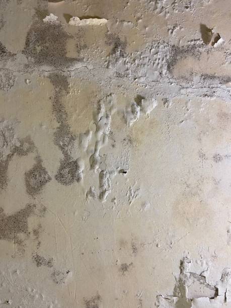 Professional Mold Removal in Fairforest, SC