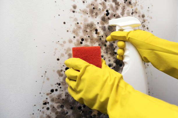 Attic Mold Removal in Fairforest, SC